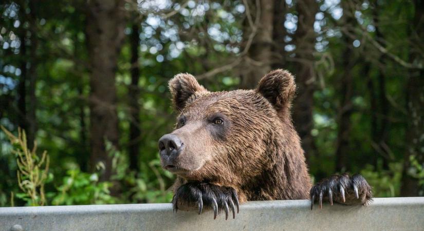 Nem maradt egy helyben, újabb helyen bukkant fel a medve – 80 kilométerre van Abonytól