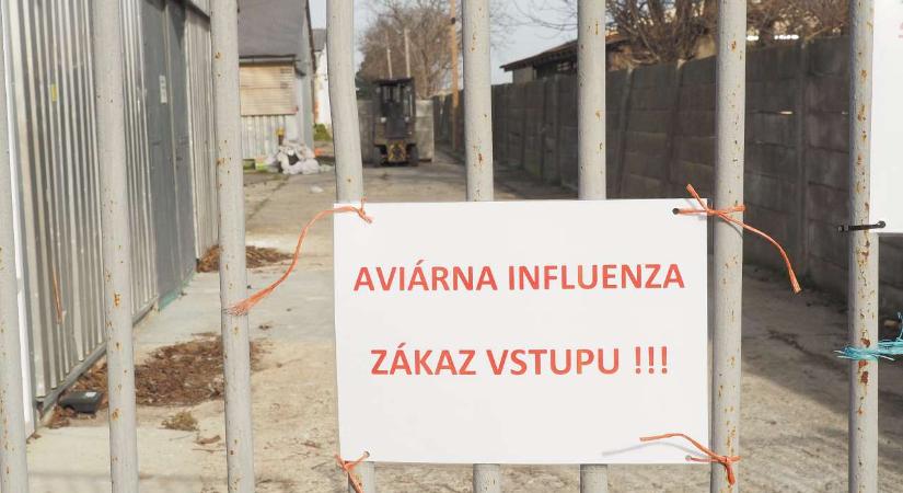 Megerősítették: Madárinfluenza pusztít Kelet-Szlovákiában