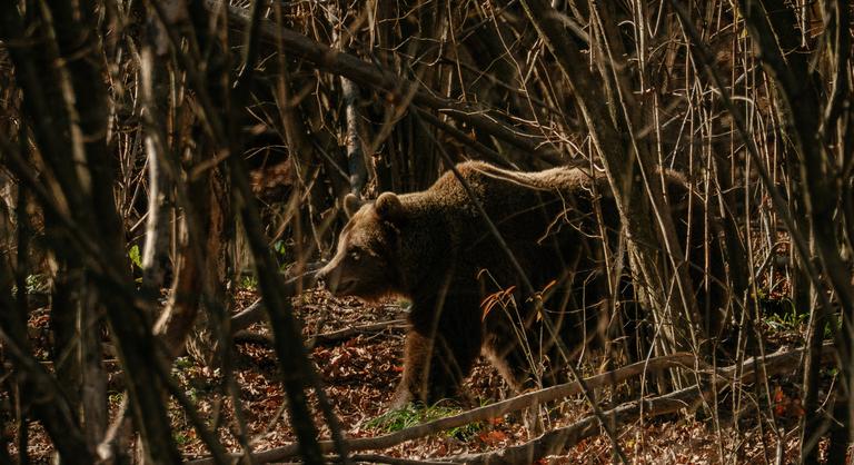 A fél országot lázban tartja a Budapest mellett felbukkant medve, de lehet, hogy nem is létezik