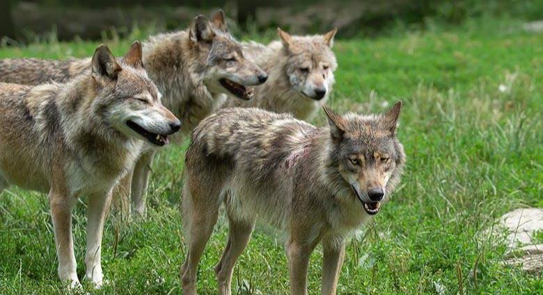 Franciaország enyhíti a farkasok kilövésére vonatkozó szabályokat a háziállatok védelmében
