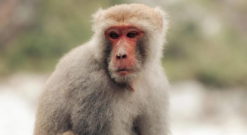Megható: plüssmajommal vigasztalja magát egy elárvult makákó – videó
