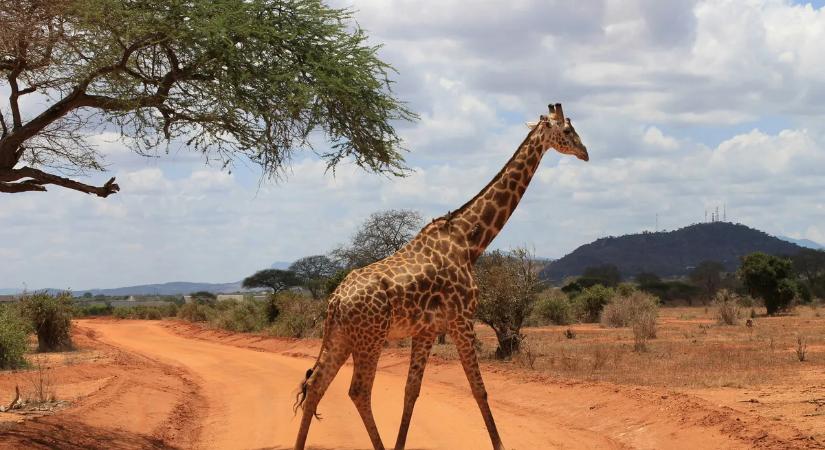 AI kép vagy valóság? Ez a kép még a profikat is megtévesztette