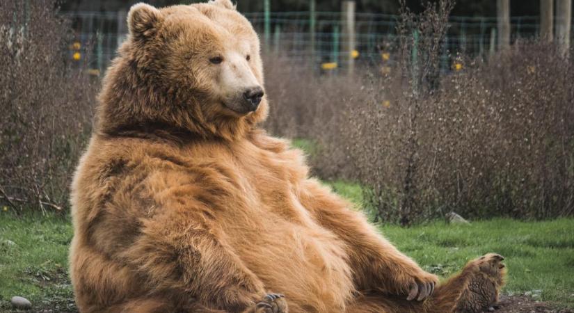 Mogyoródi bejelentés: közölte a Duna-Ipoly Nemzeti Park, hogy találtak-e medvére utaló nyomokat