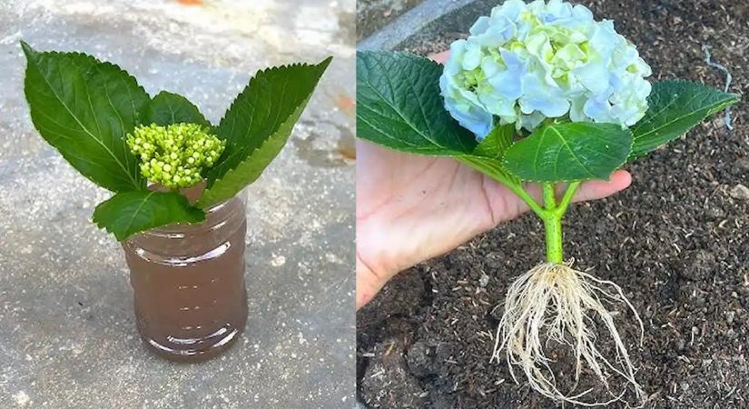 Ezt rontják el a legtöbben a hortenziánál: a szakértők szerint ez a növénypárosítás a siker kulcsa