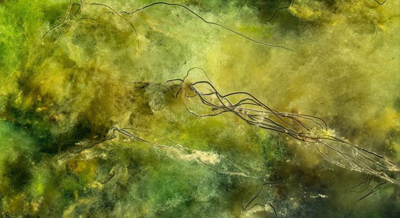 Előkerült egy ötezer éves baktérium, ami valamiért gyógyszerrezisztens