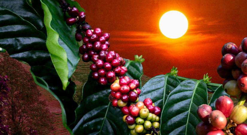 Hőség fenyegeti a világ kávétermelését – Búcsút kell majd mondanunk a kávézásnak?