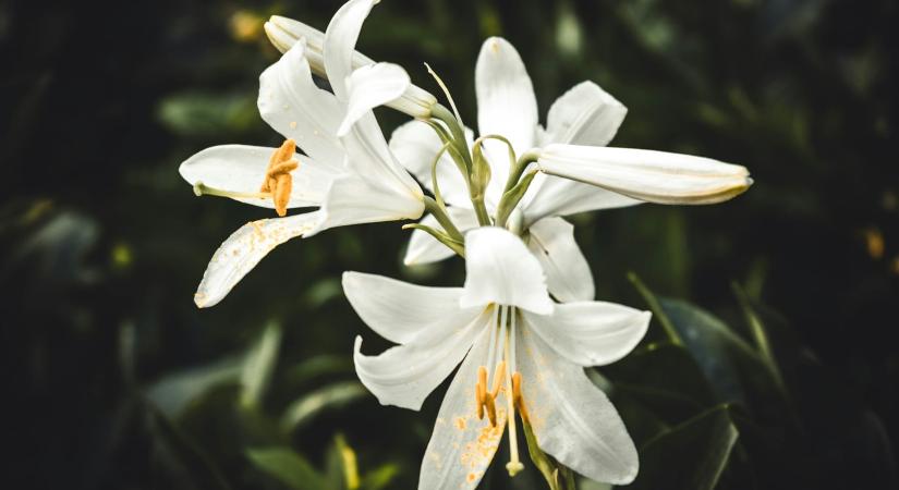 Ma, február 19.: a Zsuzsannák ünnepelnek – milyen személyiséget rejt a nevük?