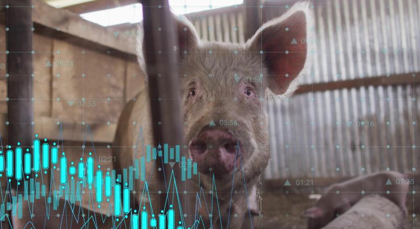 Robotok az istállóban – a gép a gazdánál is előbb tudja, ha beteg a tehén