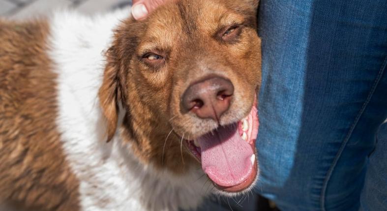 Furcsán viselkedik a kutyád? Epilepszia is állhat a háttérben