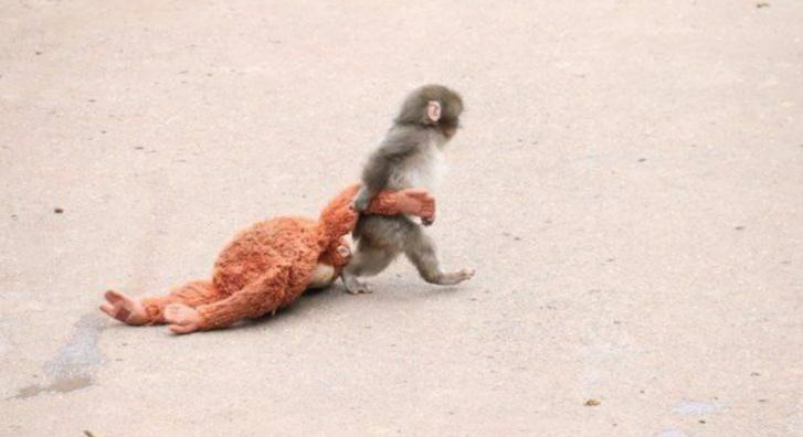 Imádni való ez a kis makákó, ahogy mindehová magával hordja a plüssmajmát