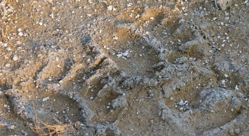 Friss hírek a Mogyoródnál látott medvével kapcsolatban