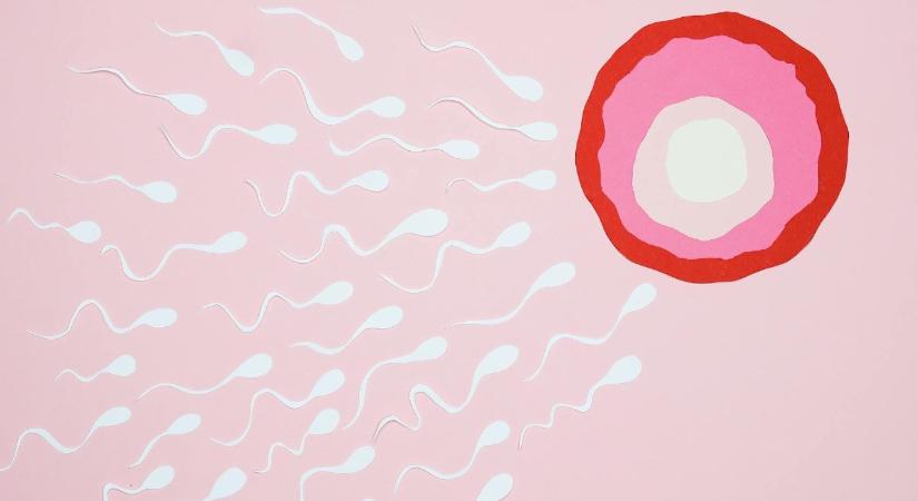 Ez az új felfedezés áttörést hozhat a férfi fogamzásgátlásban