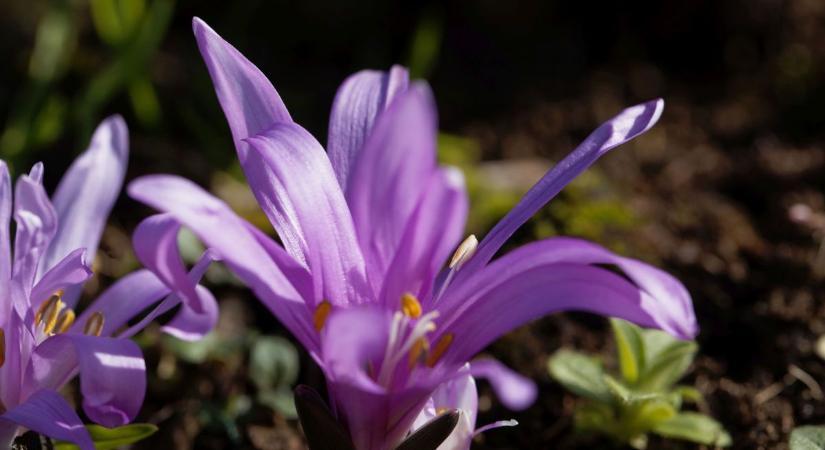 Lassan itt a tavaszi időszak, kibújtak az első egyhajúvirágok a Kiskunságban