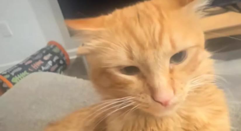 Munkába akar menni a férfi: Amit macskája tesz, azon sírva pusztul a világ