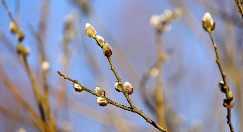 Ki tudja ezt követni? Két napja még havazott, ma igazi tavasz jön!