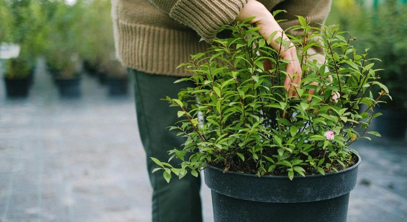 Itt a tavasznyitó sláger: ezzel az akcióval fillérekből indulhat a palántázás
