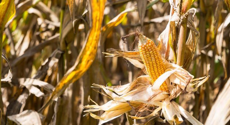 Nem csak a cirok mentheti a kukoricát