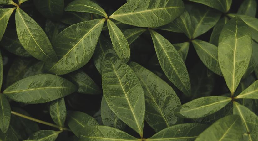 113 éve született Balogh János, Kossuth- és Széchenyi-díjas zoológus, ökológus