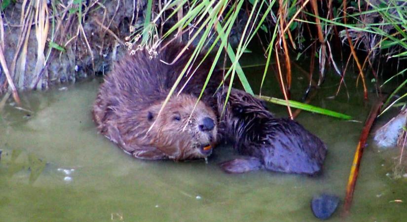 Négy éve bujkáltak, most megmutatták magukat a kőröstetétleni hódok
