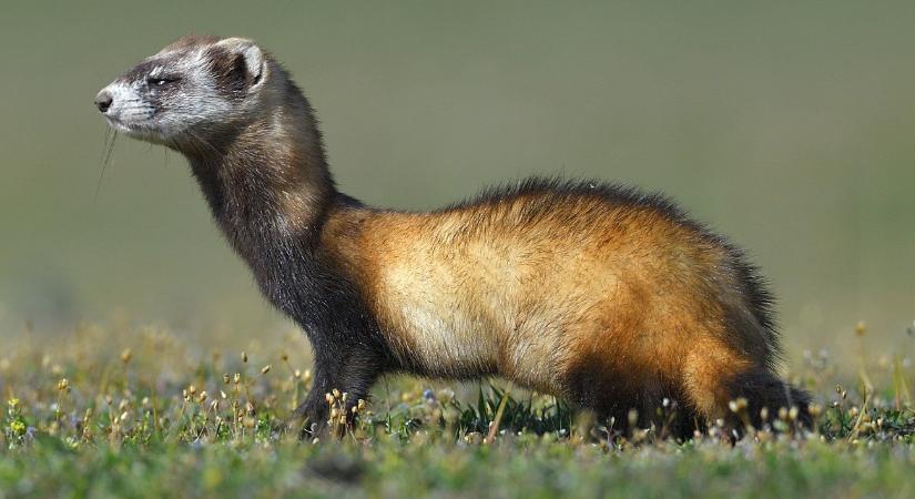 Egy „álarcos bandita” lett az év emlőse