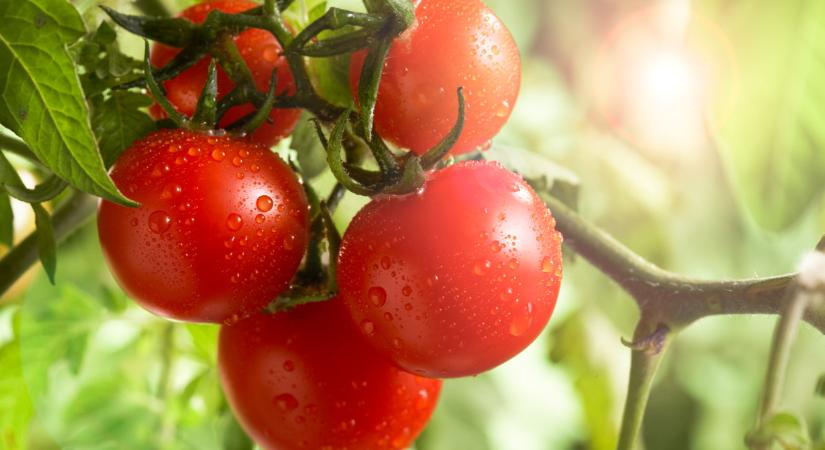 Jól bevásárolnak az oroszok ebből a zöldségből: kemény, mit terveznek