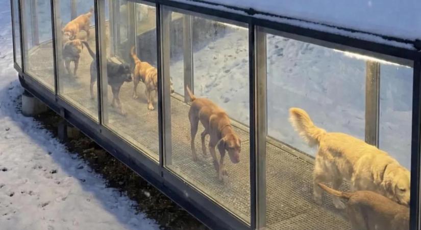 Hatalmas AI-átverés, hogy Magyarországon fűtött alagutakat építenek a kutyáknak