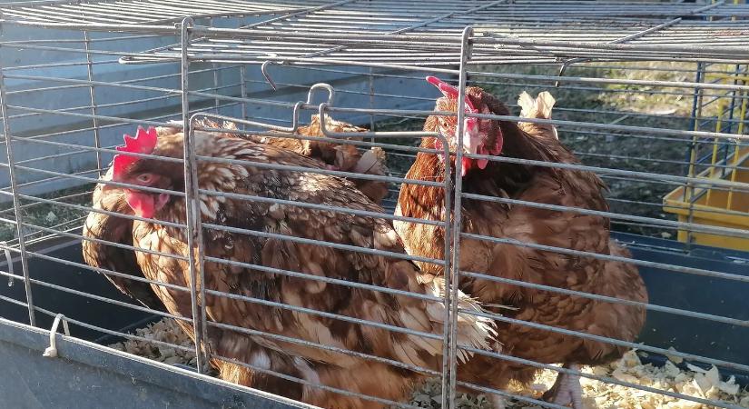 Újabb helyen tört ki a madárinfluenza-járvány