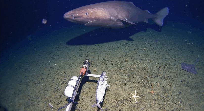 Történelmi felvétel: először filmeztek cápát az Antarktisznál – videóval