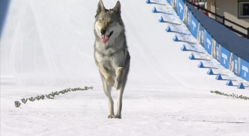 Az olimpia sztárja lett a kutya, aki még a célfotóra is felkerült