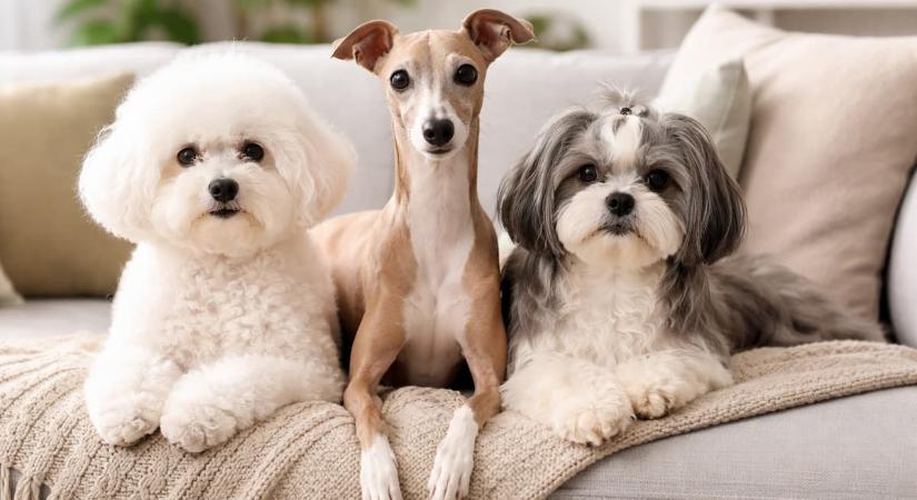 Ezek a kutyák nem ugatnak, nem vedlenek, és imádják a kanapét: Ideális társak lakásokba és sorházakba