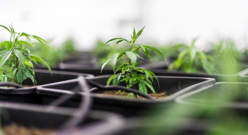 Öntsünk tiszta vizet a pohárba a CBD olajról!