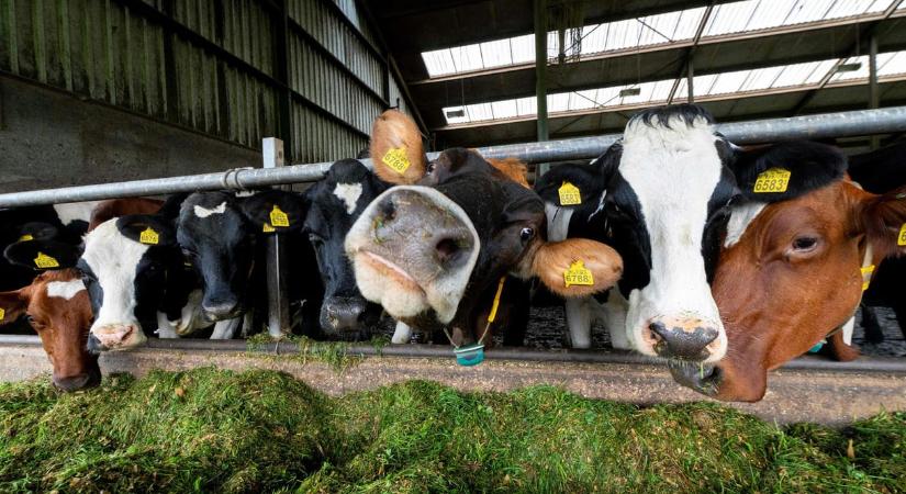 580-szor több uniós támogatás jut a marha- és bárányhúsnak, mint a hüvelyeseknek