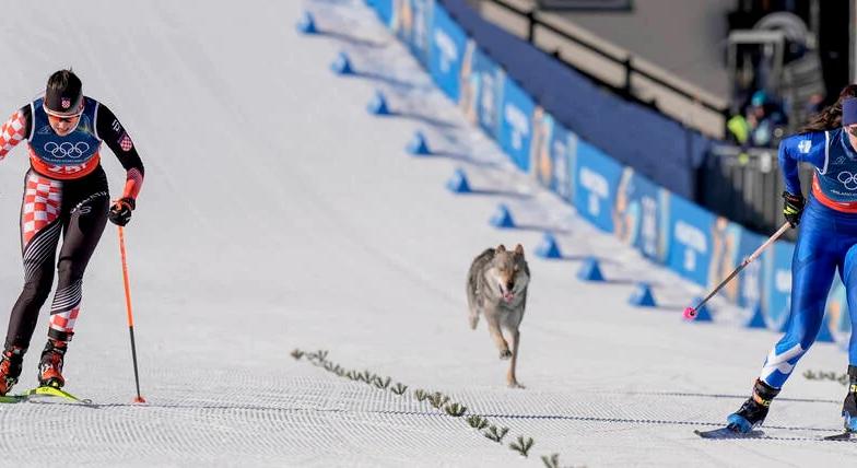 Nazgul, a Téli Olimpia négylábú versenyzője