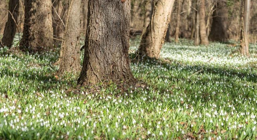 Hóvirágünnep: fehér virágszőnyeg fogadja a látogatókat (videó)