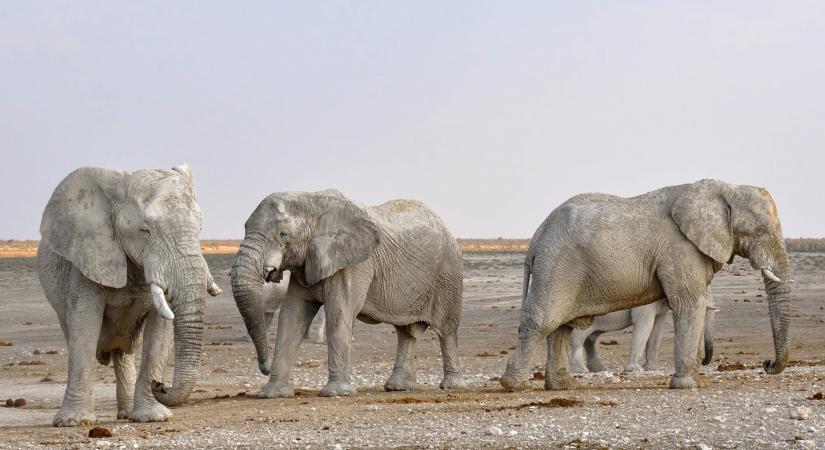 Elefánt ölt meg egy magyar turistát Srí Lankán