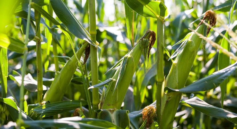 Ki dönt majd arról, mit eszünk? Az EU lazítana a GMO-szabályok