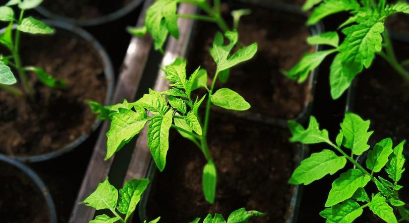 Palántanevelés februárban – fény, hő és öntözés hibák nélkül