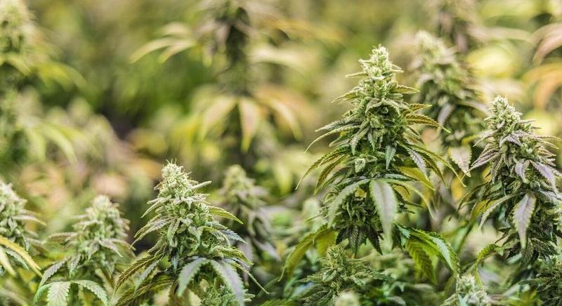 A CBD olaj lehetséges szerepe a tudatos életmódban