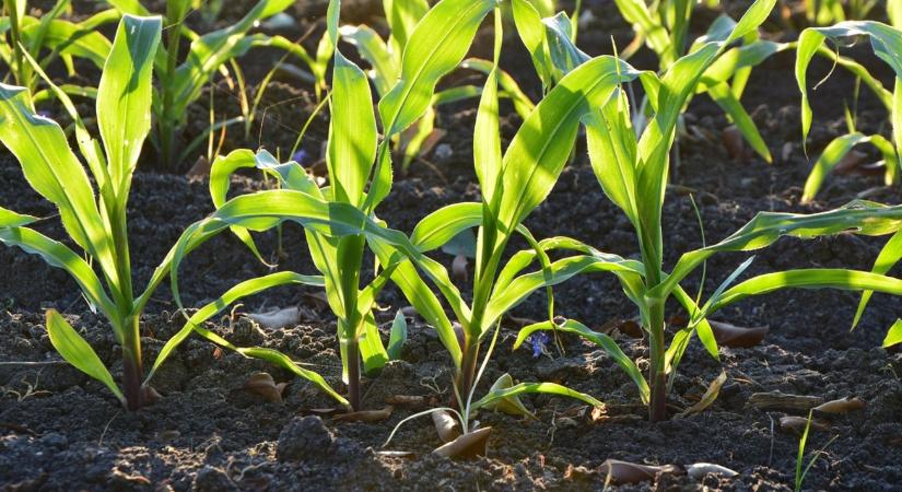 Veszélyben a hozam: Ha a talajszerkezet sérül, a pénztárcánk bánja