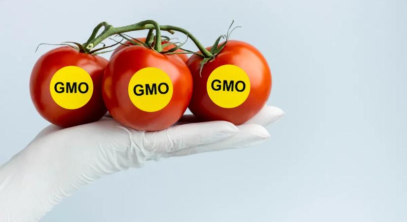 Botrány: szabadjára engedné az GMO-termékeket az EU-ban egy tervezet