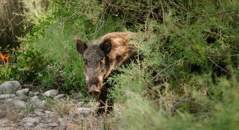 Ismét vadállatok lepték el ezt a budapesti kerületet