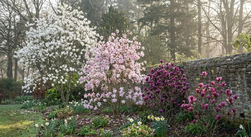 Amikor a magnólia belép a kertbe – és minden más statisztává válik