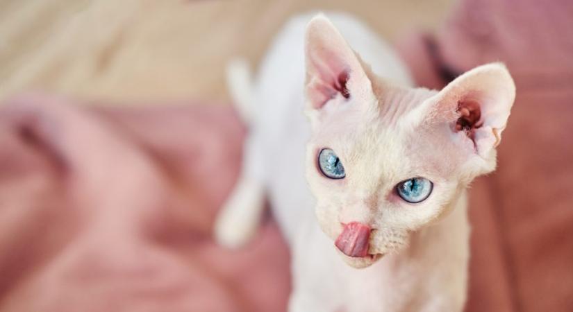 Miért van a macskák fülén egy kis zsebecske? Íme a magyarázat