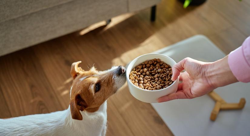 Mérgező anyagokat találtak sok kutyatápban