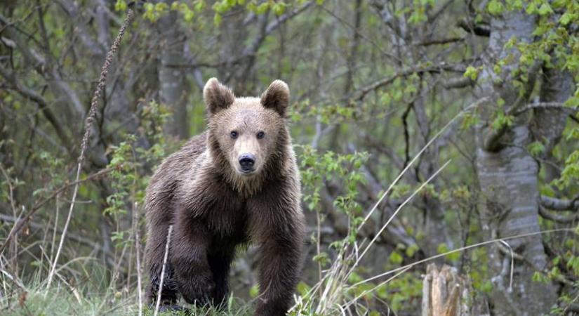 Fordulat a Budapest agglomerációjában észlelt medve ügyében