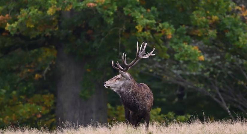 Nyilvánosan elérhetők a vadgazdálkodási konferencia szakmai előadásai