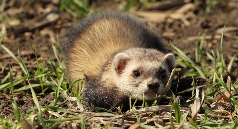 Molnárgörény – ha eltűnik a földekről, elszaporodnak a hörcsögök