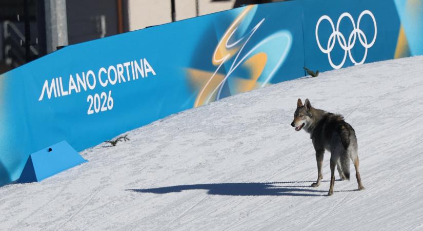Pályára szökött egy farkaskutya a téli olimpián, a célvonalig kísérte a versenyzőket