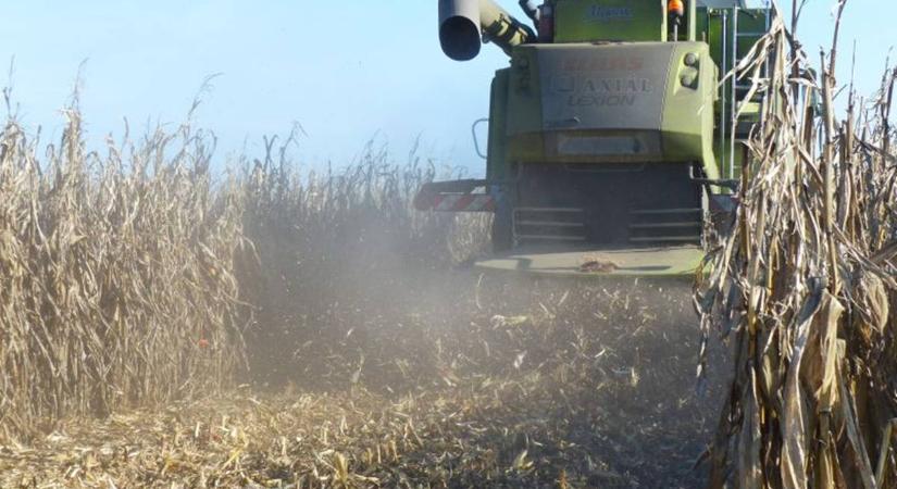 Gépek zúgnak a határban - Végéhez közeledik a kukorica betakarítása