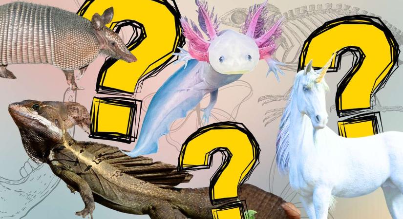 Melyik állat létezik a valóságban? Kvíz narválokról és csillámpónikról!